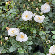 Rose, Oso Easy Ice Bay #3